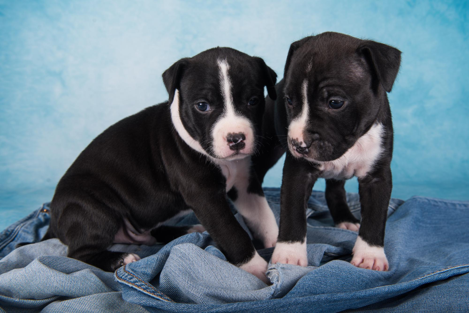 Two puppies ready for transport