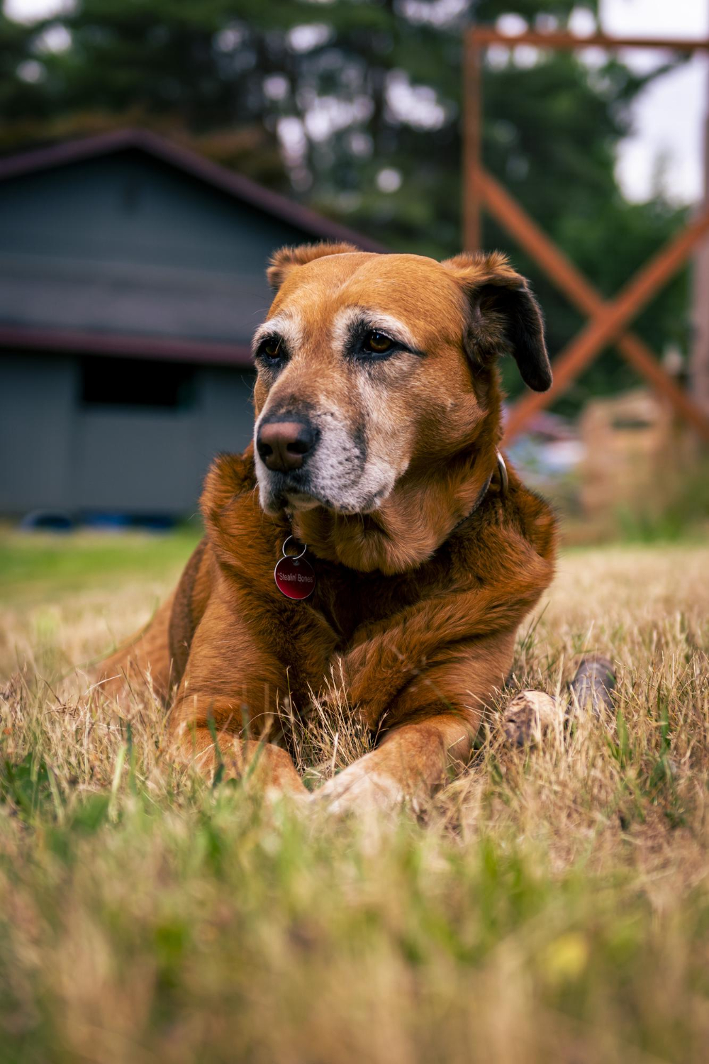 A senior dog ready for transport
